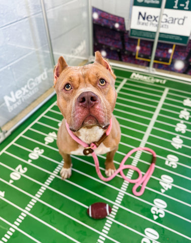 Meet Shelter Bowl MVPs From Philadelphia and Kansas City Animal Shelters