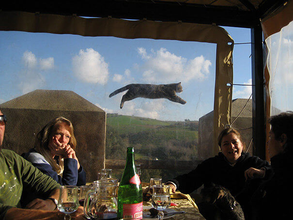 It's a Bird, It's a Plane, It's Supercat!