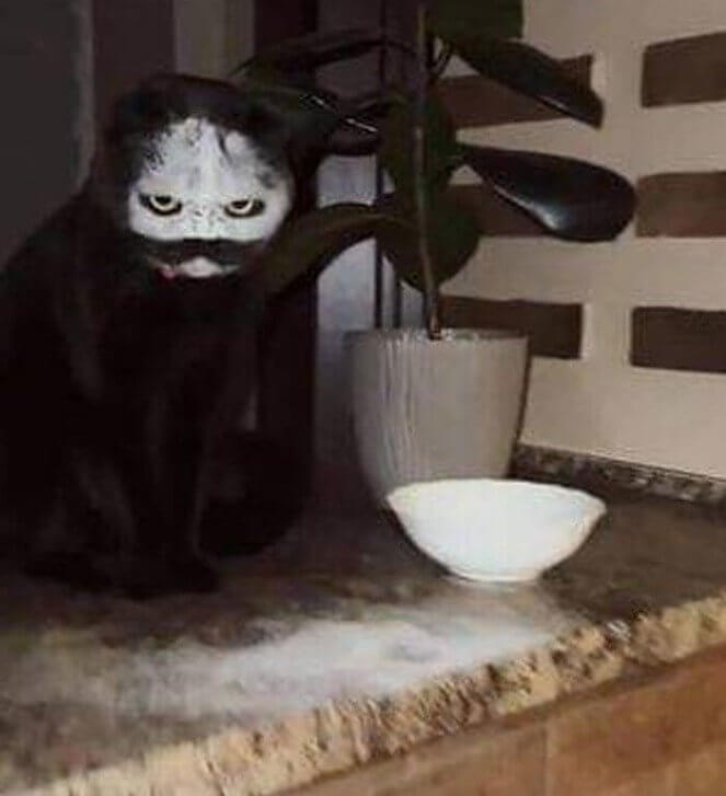 A Flour-Faced Ghostly Kitchen Nightmare Kitty