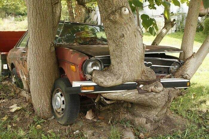 The Car Became One With Nature