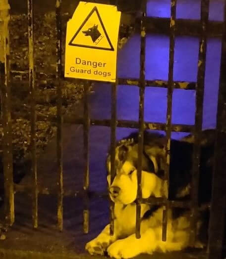That's No Guard Dog, That's A Guard Bear!