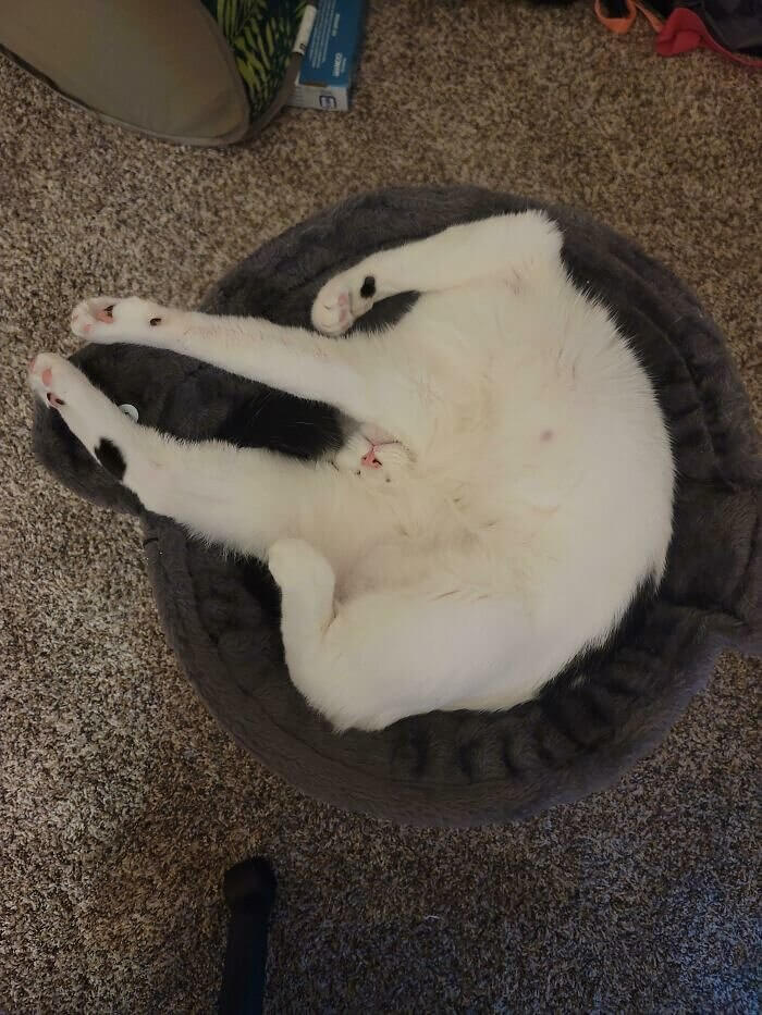 When Your Cat Becomes a Blob