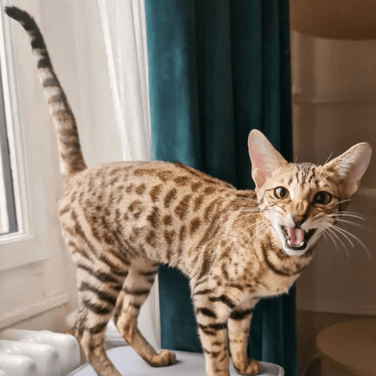 Serengeti Cat - $2,000
