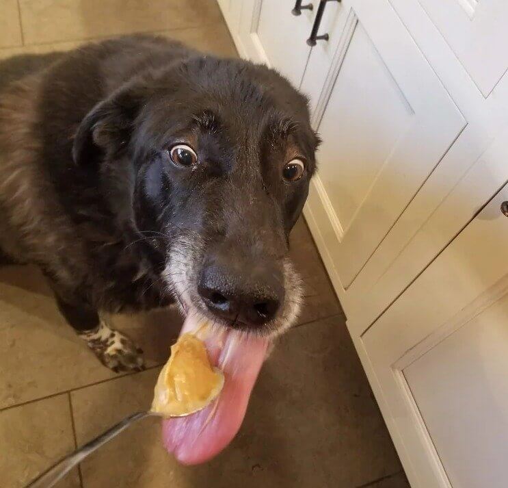 Peanut Butter Is Fine for Dogs