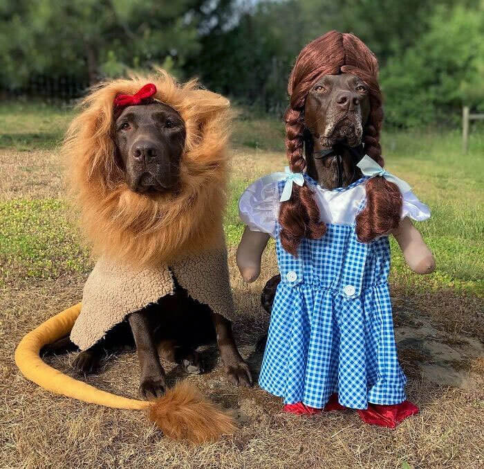 The Wizard Of Pawz