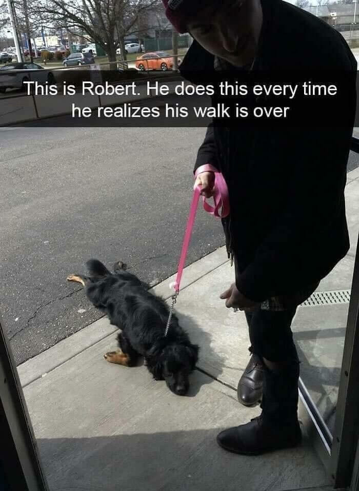 Some Dogs Will Do Anything to Make a Walk Last Longer