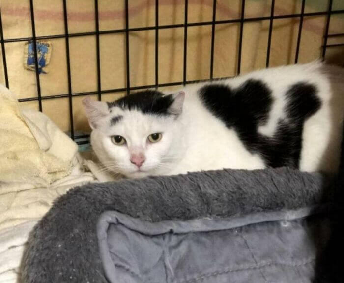 A Cat With A Boy Holding A Heart
