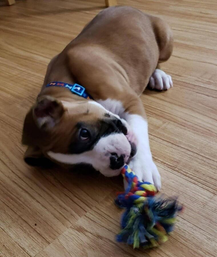 Avoid Fraying Dog Toys - They Could Put Your Pet in Danger