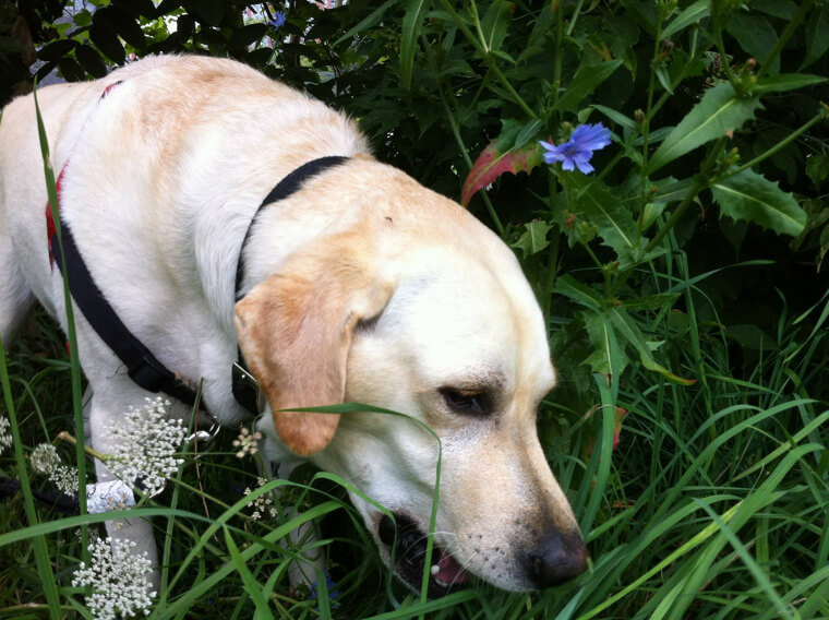 Myth Buster: If Dogs Eat Grass It Doesn't Mean They're Ill or Lacking in Nutrients