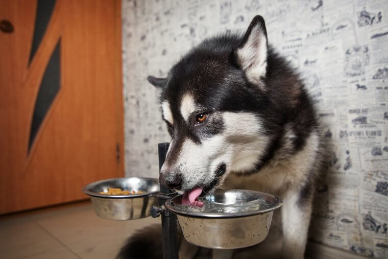 Elevate Food and Water Bowls