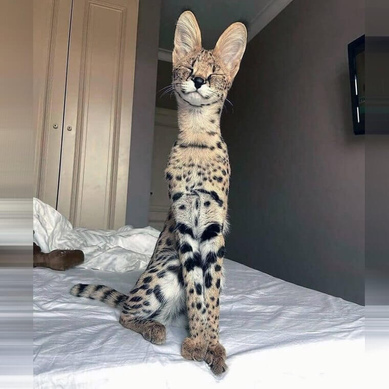 Big Streeeeeetch