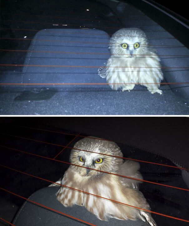 An Adorable Owl Flew Into This Car