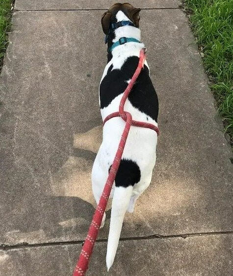 Walk Your Dog to Keep Them Fit