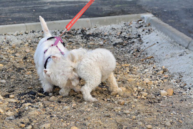 It's Okay for Dogs to Sniff Each Others Butts