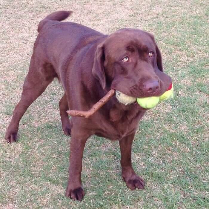 This Dog That Managed to Fit Three Balls and a Stick in Its Mouth