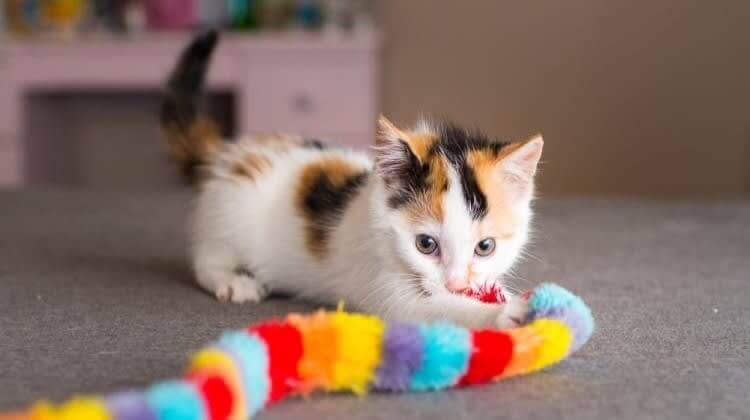 Give Your Kitten Plenty Of Toys