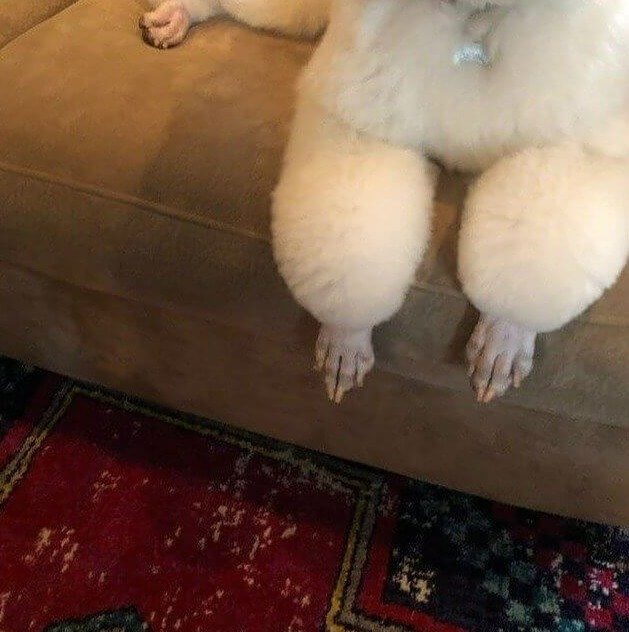 This Person Asked to Shave Her Dog's Feet so They Wouldn't Get as Dirty - We Wonder How Quickly She Regretted That