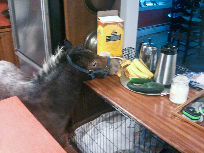 A Horse in the House