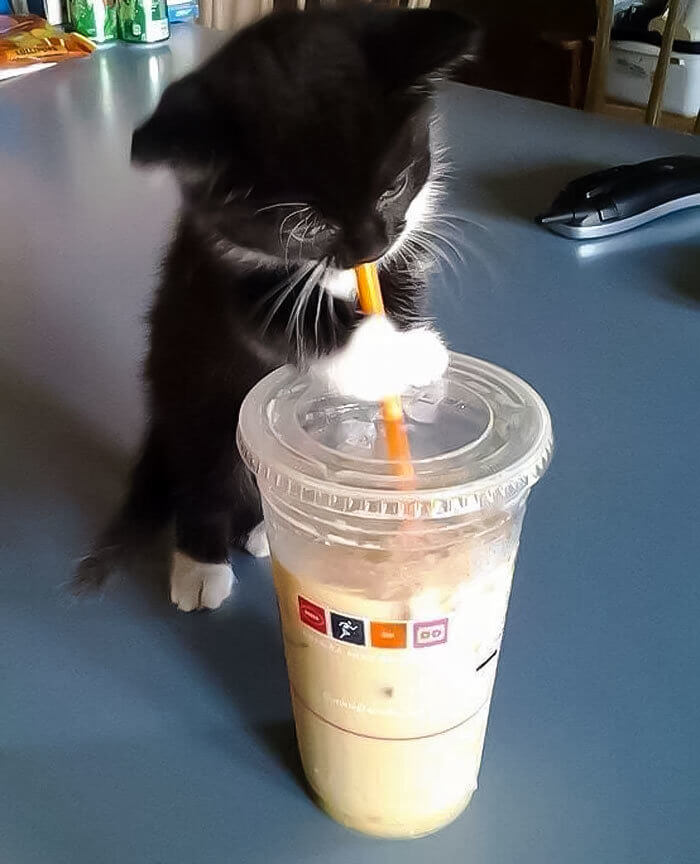 A Cute Cup of Joe