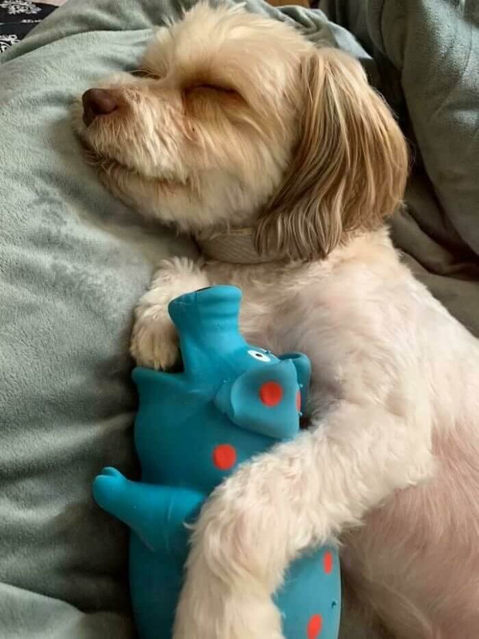 Dog's Best Friend
