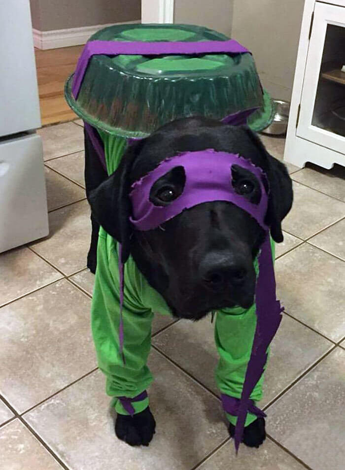 Say Hello to Dogatello
