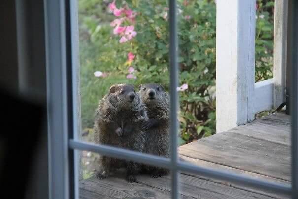 These Furry Neighbors Came for a Visit