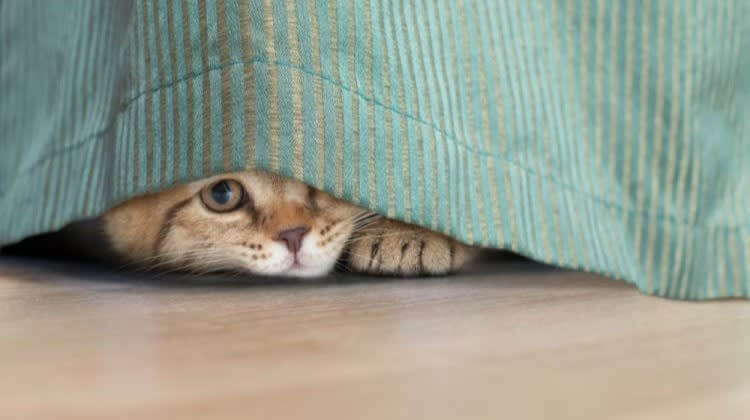 Take The Time To Familiarize Yourself With Hiding Spots