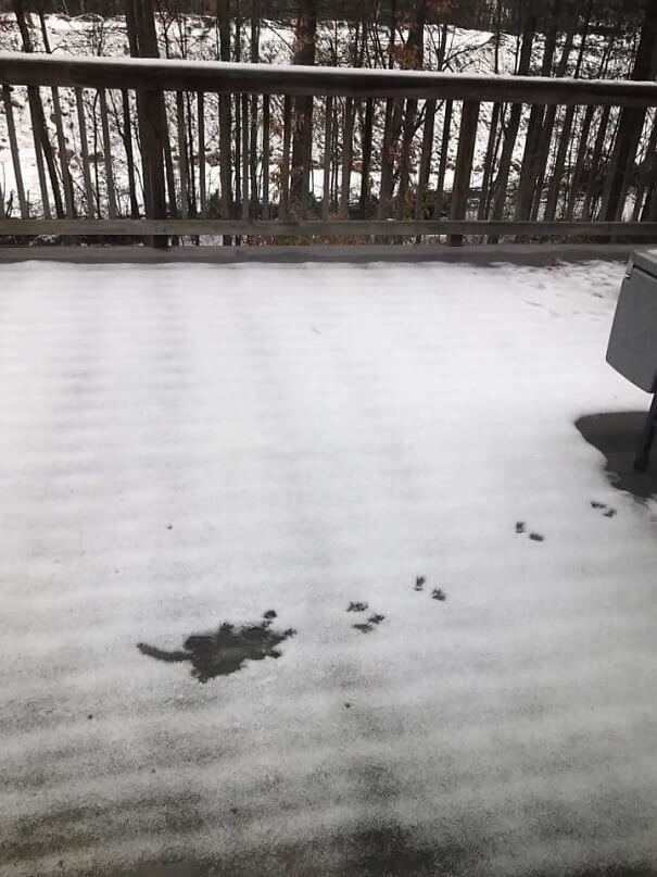 A Squirrel Probably Fell off This Roof