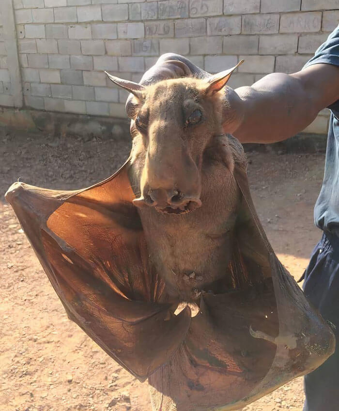 Hammer-Headed Bats Are Massive And Creepy