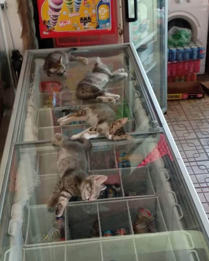 Don't Disturb the Cats