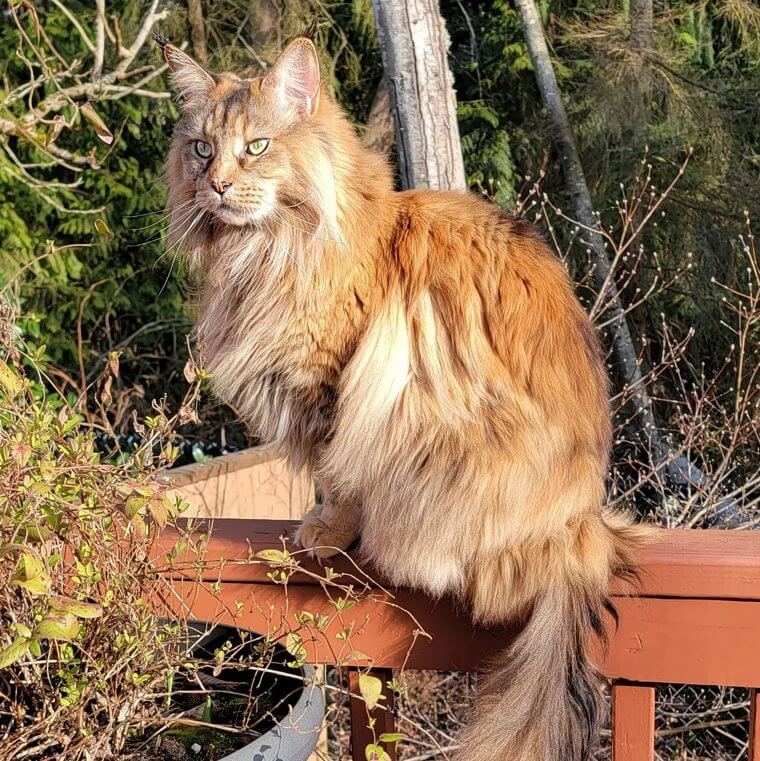 Maine Coon Cat - $1,000