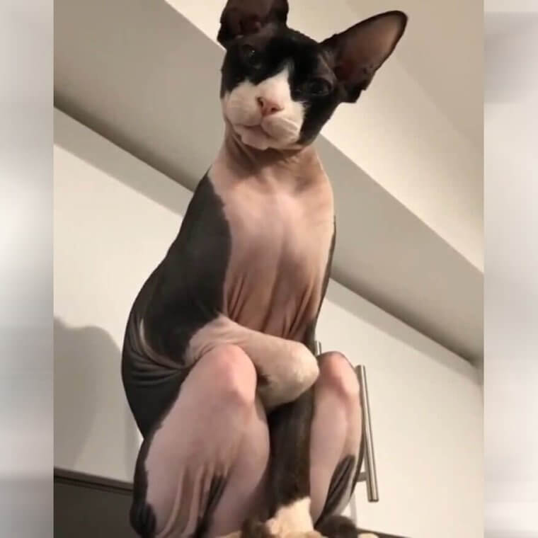 When Your Cat Sits Like a Human