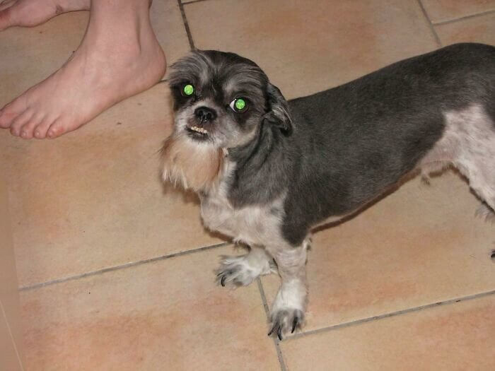 A Dog With a Goatee Is Still a Dog, Not a Goat