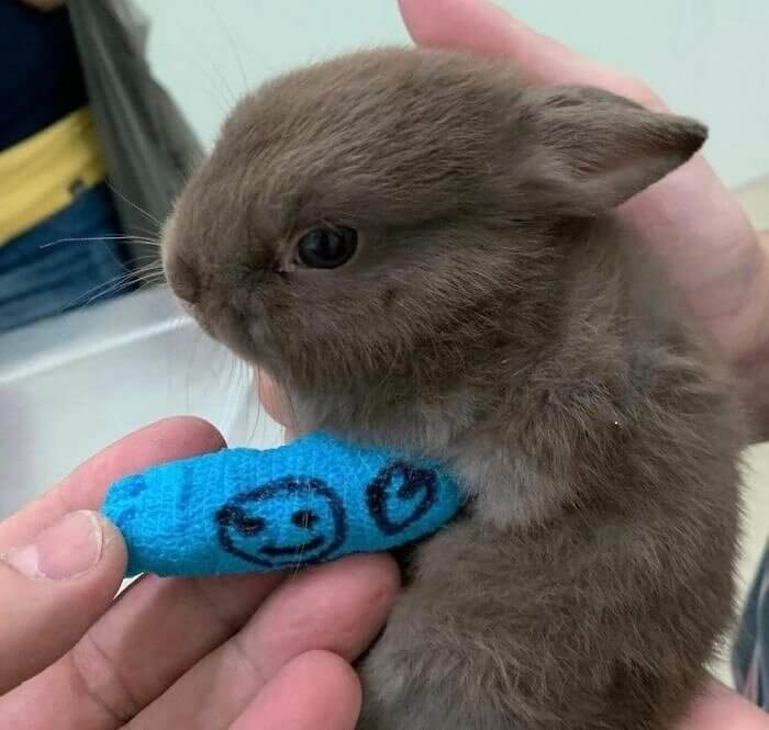 Poor Little Bun