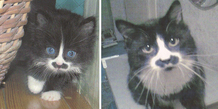 Chaplin The Cat
