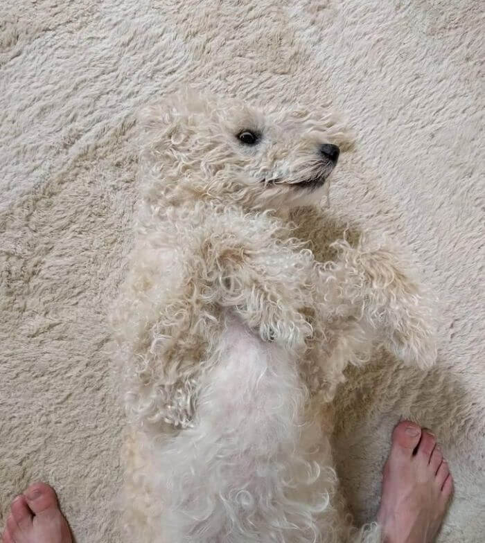 This Dog Blends In With The Rug