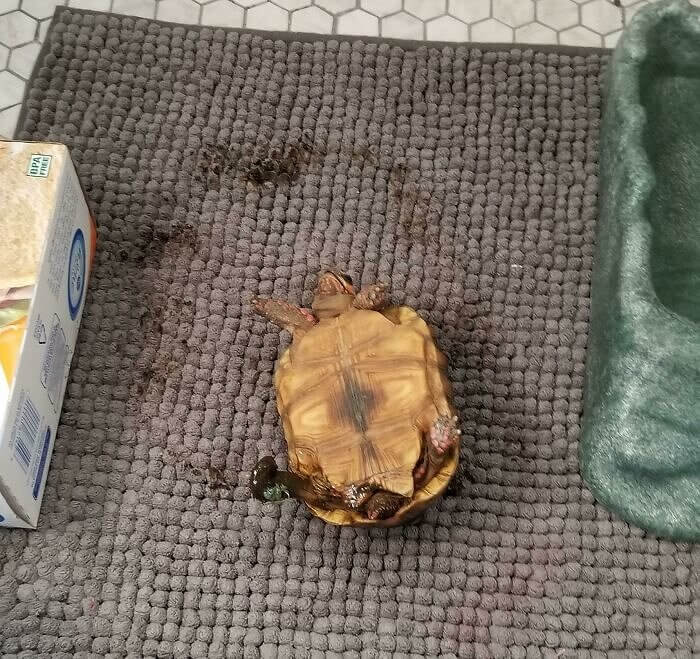 Tortoises Can Get Into Poopy Situations