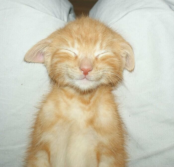 Sweet Dreams