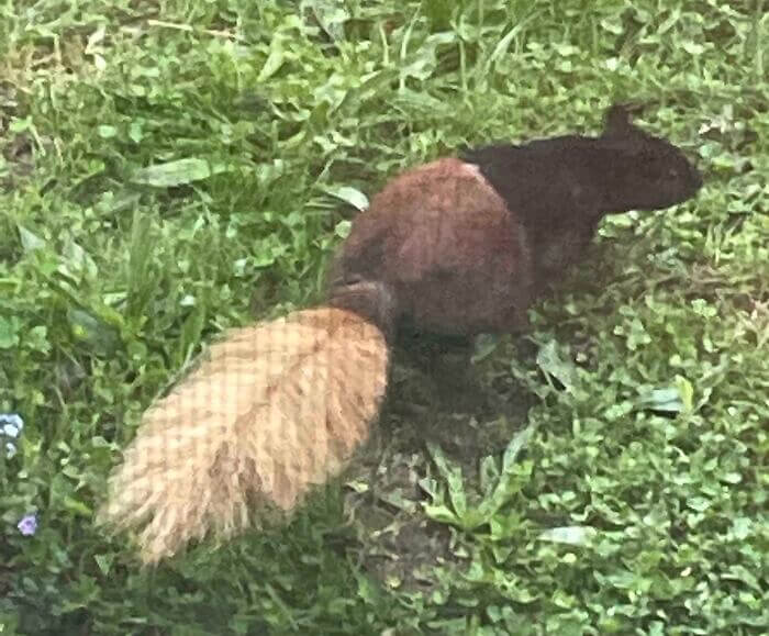 A Squirrel With Three Different Colors