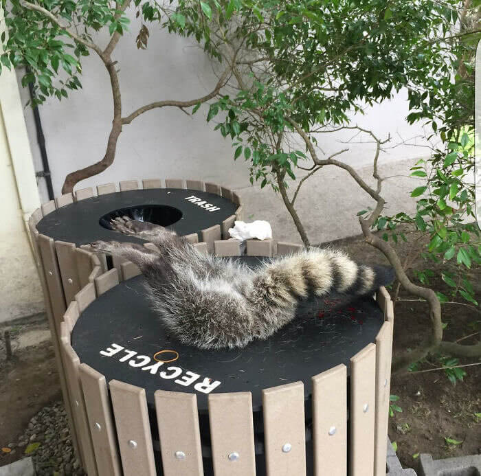 Raccoons Have Eyes Bigger Than Their Bellies