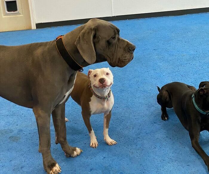 When Dogs Smile at Their Crush