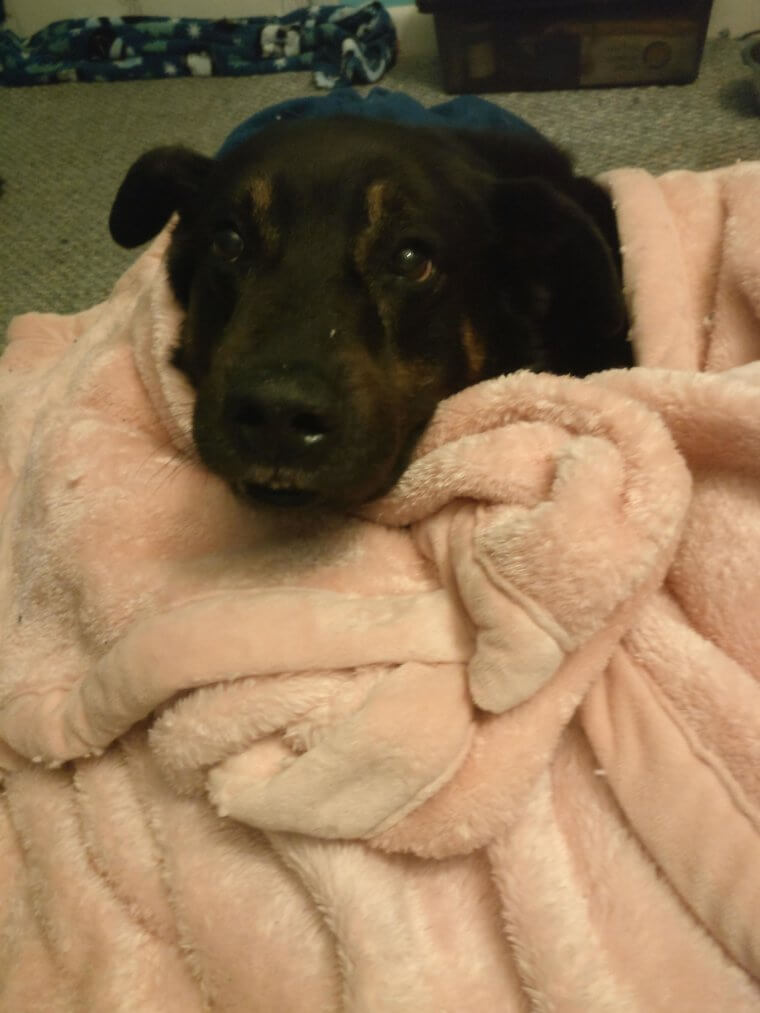 Hide Your Dog's Medicine in a Strawberry