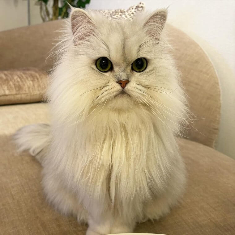 Persian Cat $5,500