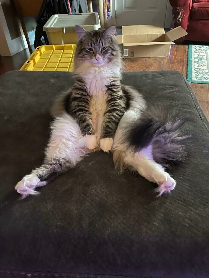 When Your Cat Is Guilty of Manspreading