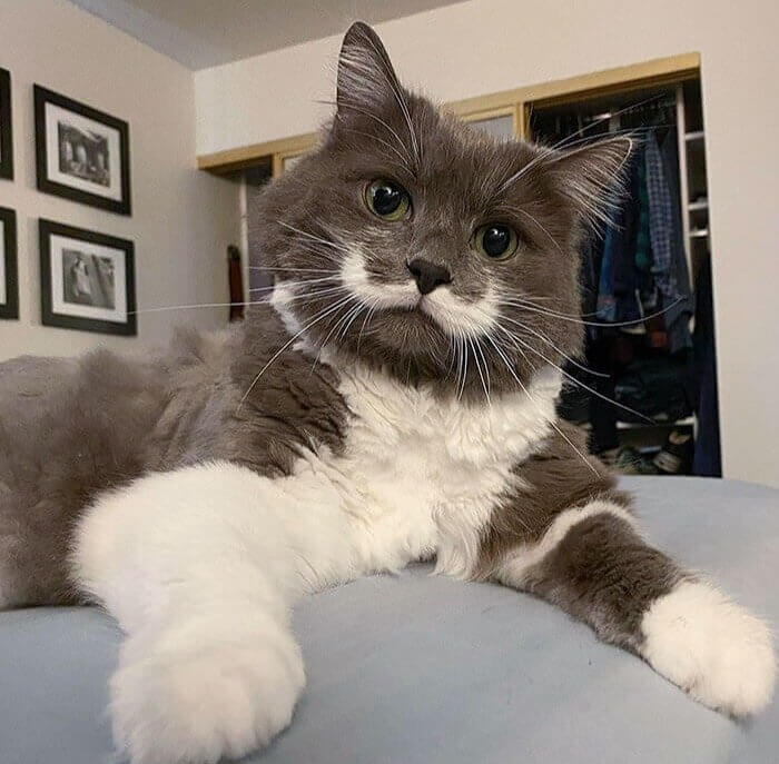 A Classy Cat With A Mustache