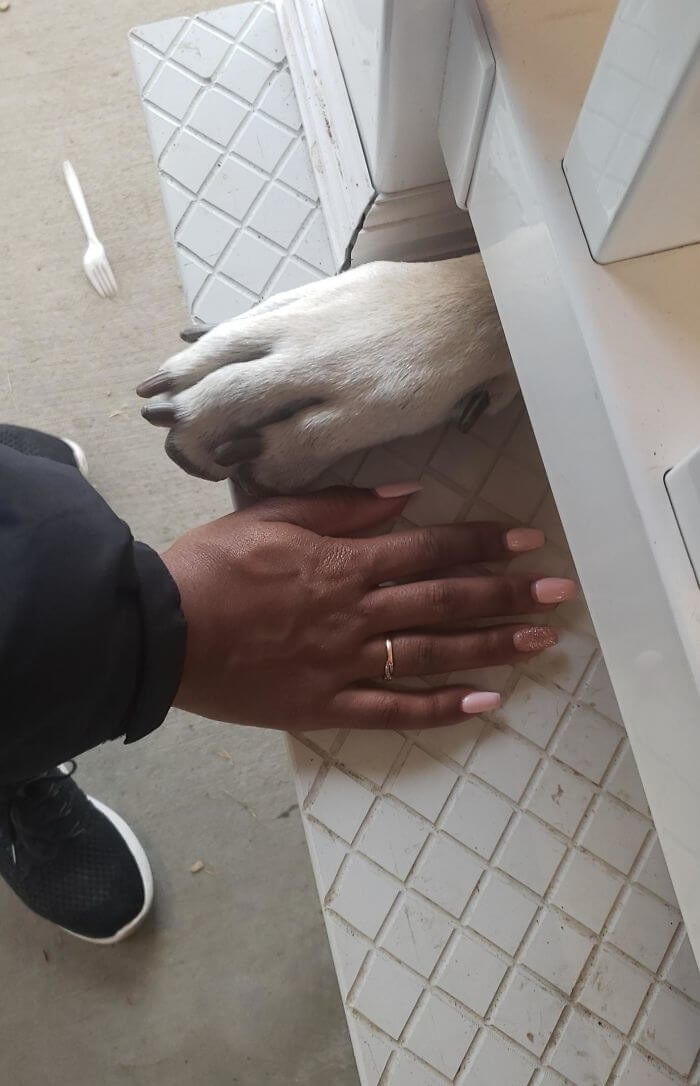 Shaking Hands With A Great Dane