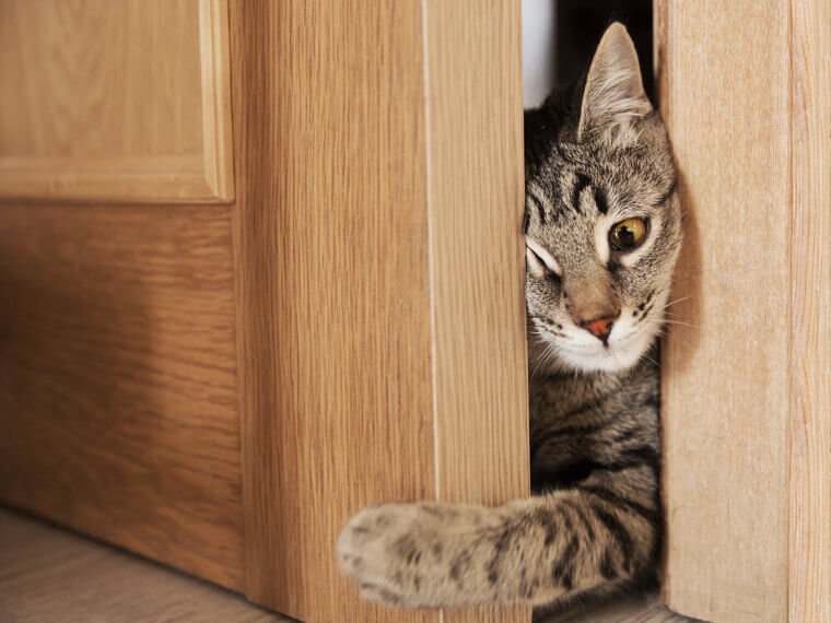 Check Your Beloved Pet's Location Before Slamming Doors