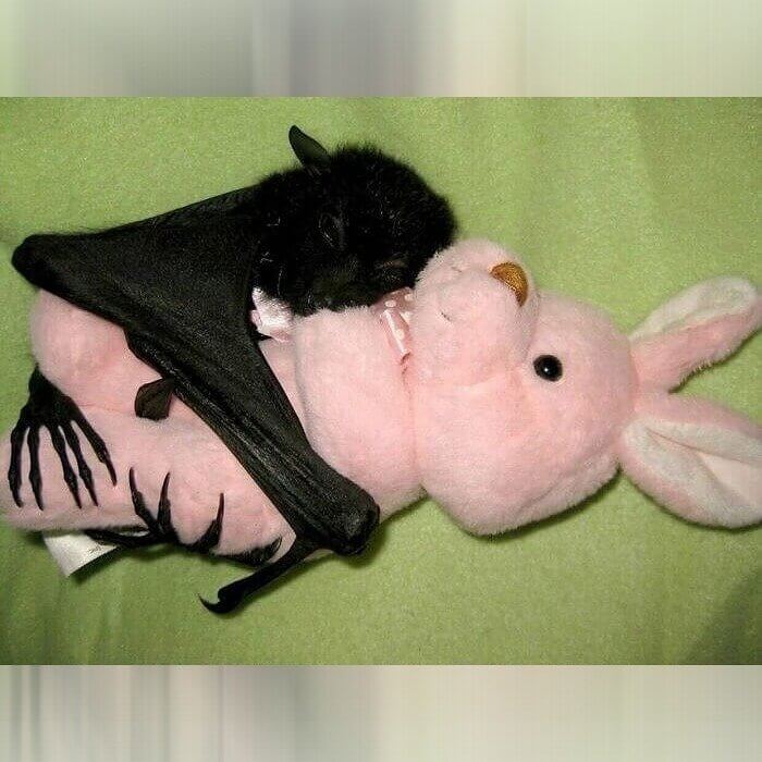 Just a Bat Hugging a Rabbit