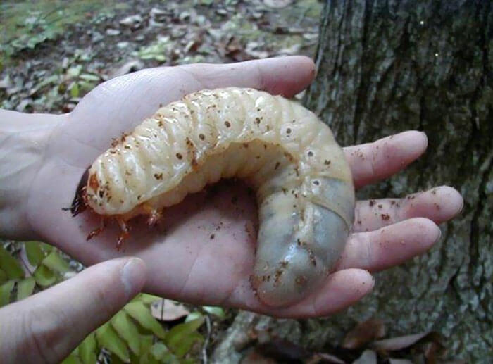 Giant Beetle Larvae Will Make You Squirm