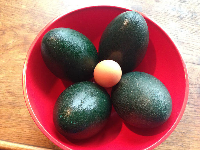 Emu Eggs Make A Giant Omlette